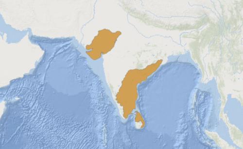 印度星陆龟能养吗,印度星陆龟如何养