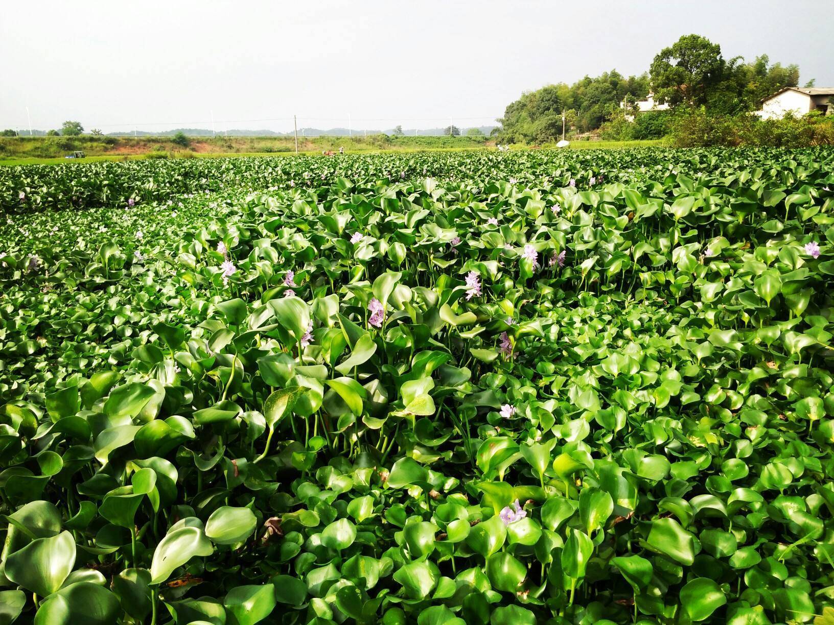 水葫芦泛滥成灾如今为何消失了,水葫芦为什么能在我国泛滥