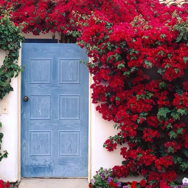 哪些花是开花机器,开花最香最好看繁殖能力还强的花