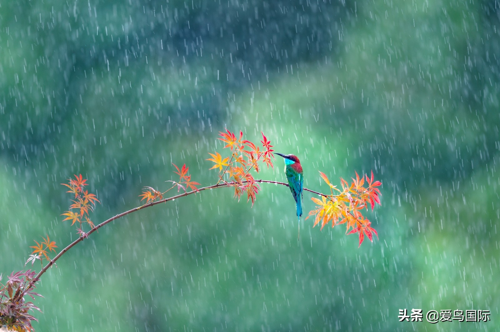 躁动的繁殖季节2021观鸟大年五月精华作品集