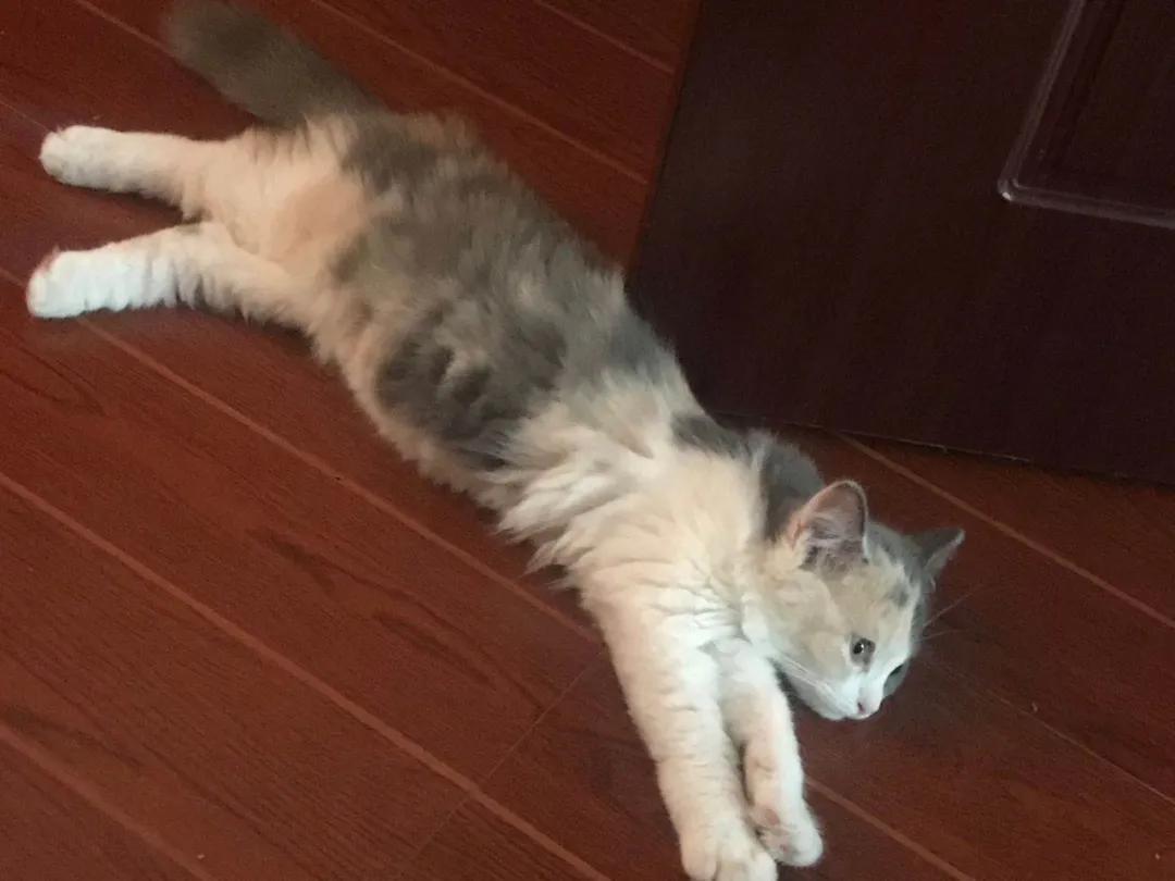 网约车猫咪托运,小猫可以用顺风车托运么