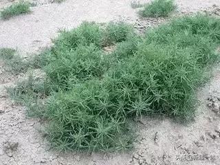 荒漠中有哪些能吃的植物,南疆常见的野生植物