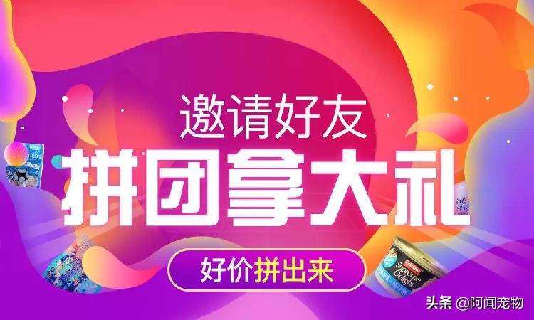 养猫咪怎么最省钱也能吃好,猫咪适合穷养和懒养