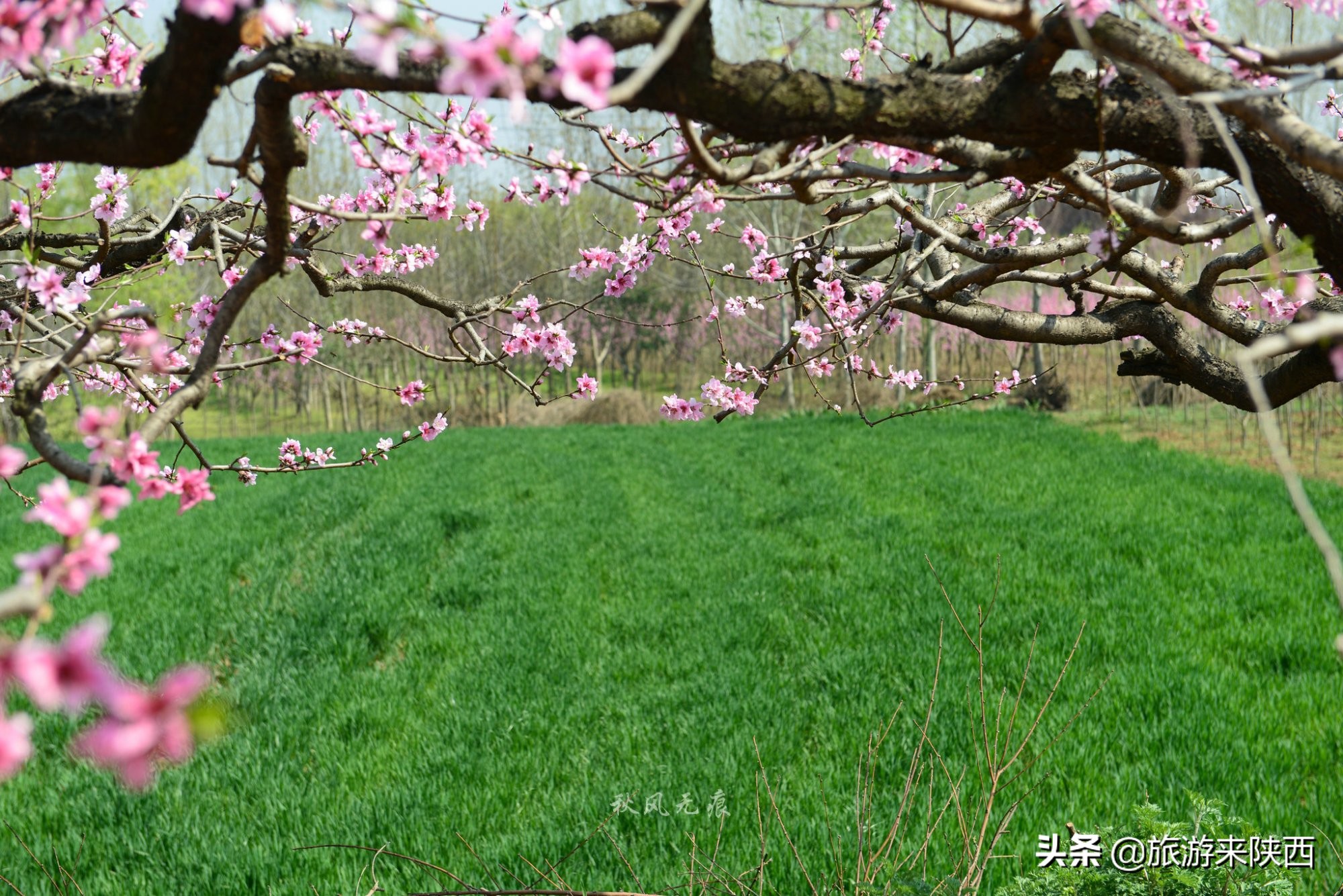 长安区王莽千亩桃园,西安王莽万亩桃花源