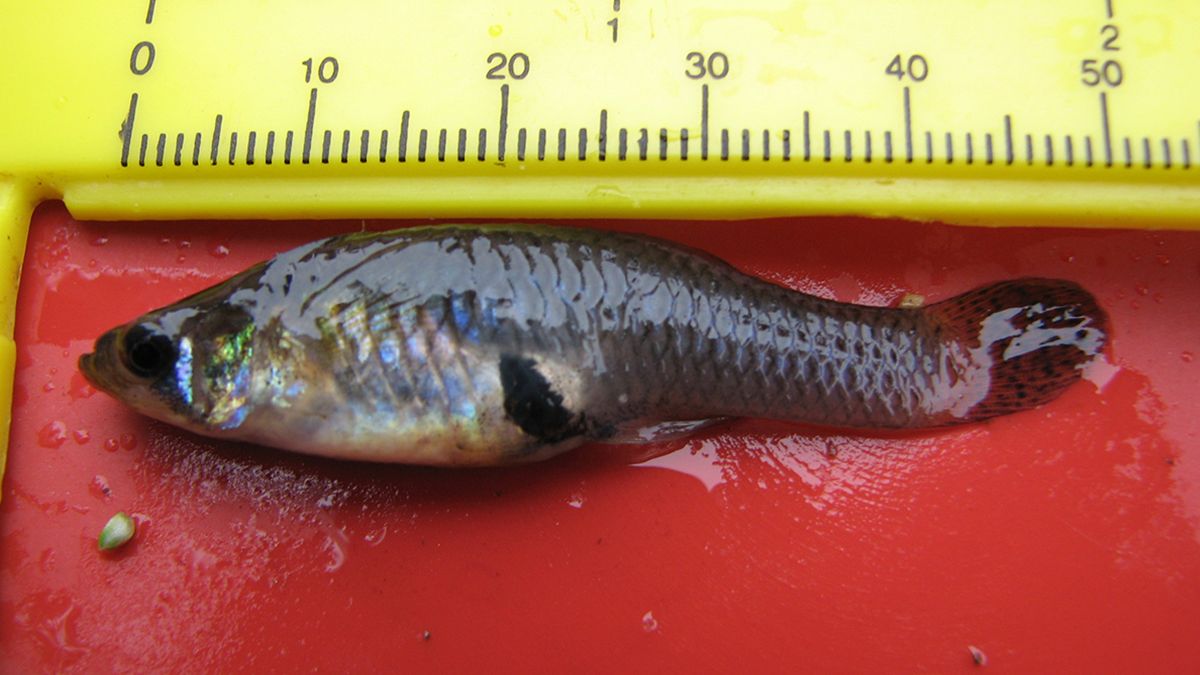 蚊子属于中国十大入侵物种吗,蚊子克星食蚊鱼