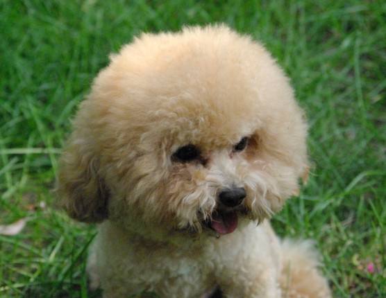 泰迪平时喂什么,泰迪喂什么好