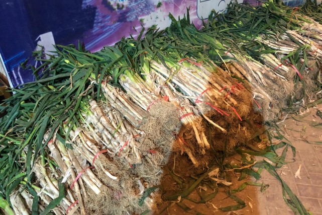 葱农年前囤的葱快烂了，如何是好？