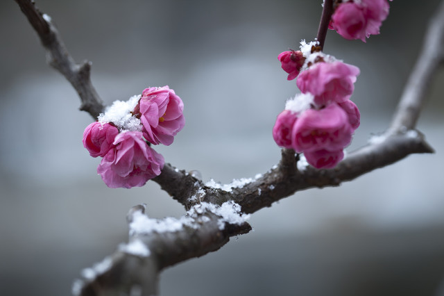 梅花十大经典诗句,梅花诗10首是谁写的