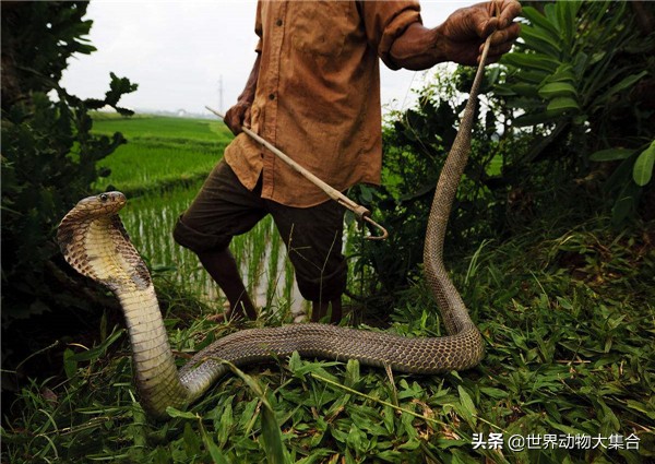 野外遇到眼镜王蛇怎能避让,森林王蛇和眼镜王蛇哪个厉害