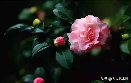 全国56市市花太美了的视频,中国56市市花图片