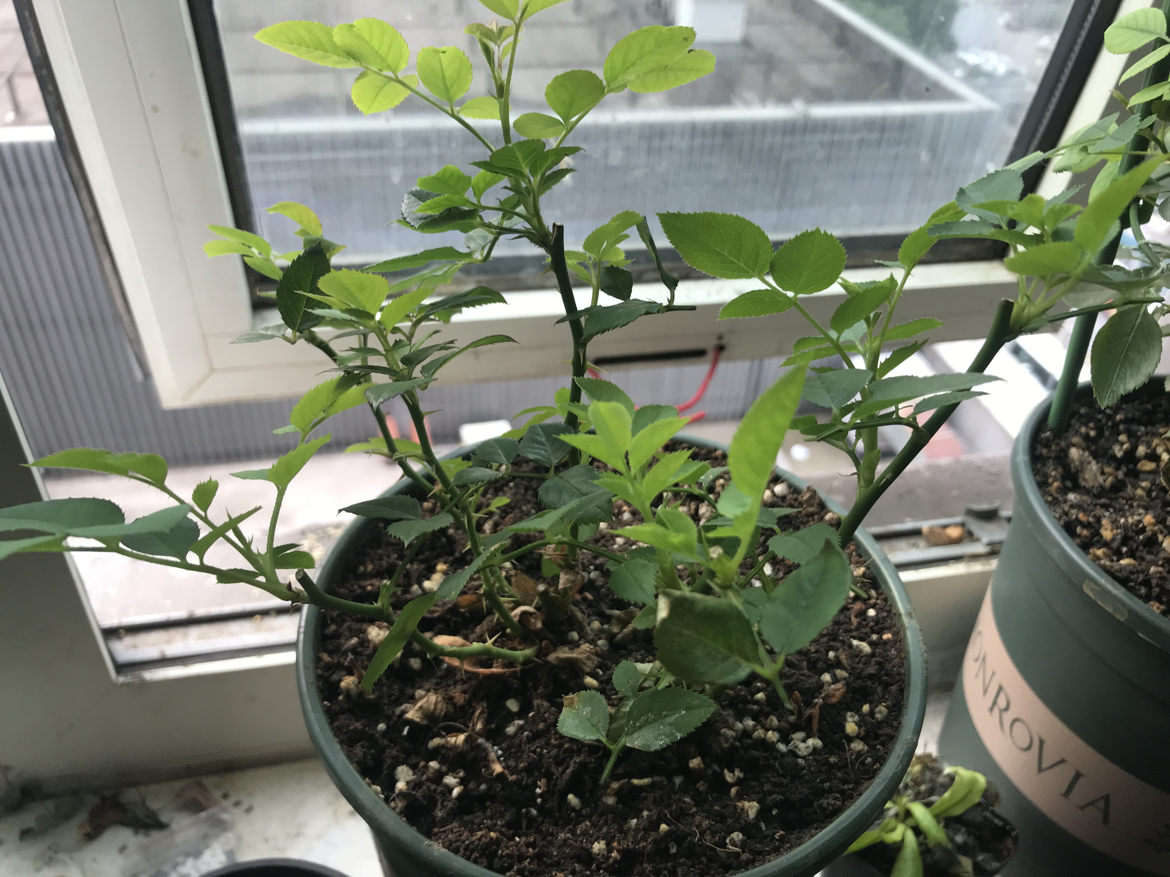 没有阳光能种好月季吗,没有阳光养什么鲜切花