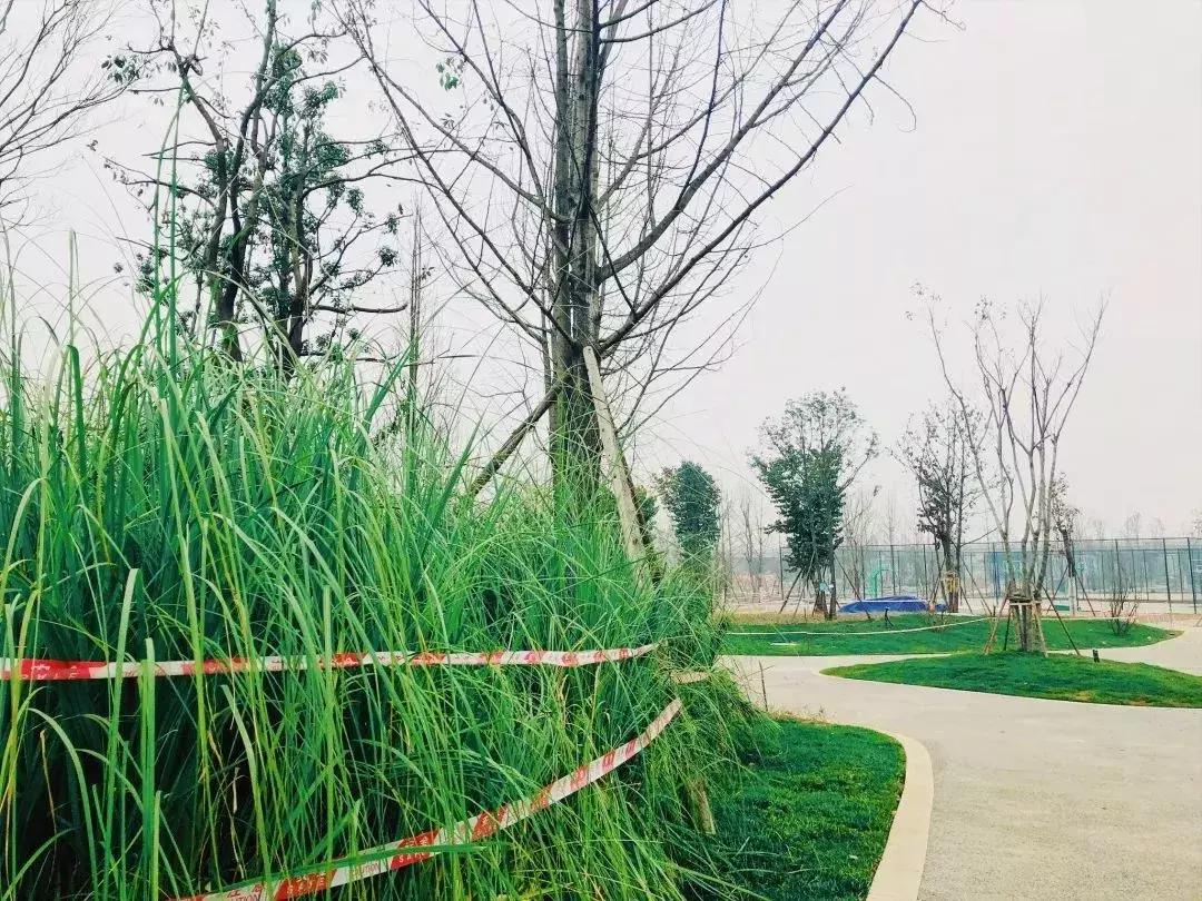 双流夜景必打卡之地,成都双流免费打卡景点