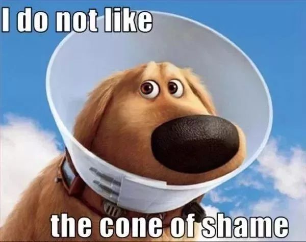 狗子绝育后的绝望,狗子绝育是不是就安稳了