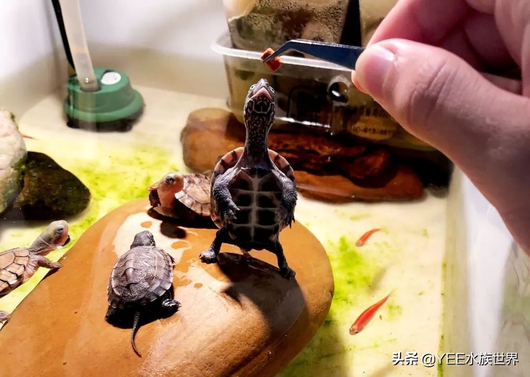 不冬眠的乌龟是什么品种,不冬眠的乌龟怎样过冬