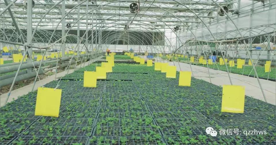 个体农户种大棚能拿补贴吗,农村养殖大棚如何申请补贴