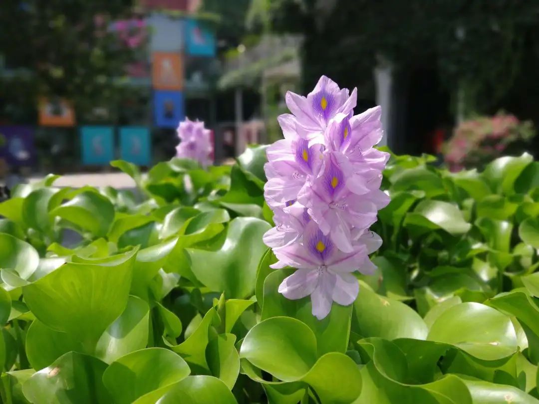 凤眼莲生长在什么环境下最好养,水养观赏小睡莲的技巧