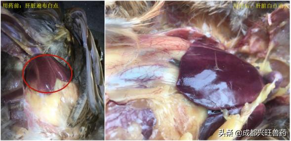 家禽养殖最新走势,家禽养殖热点分析