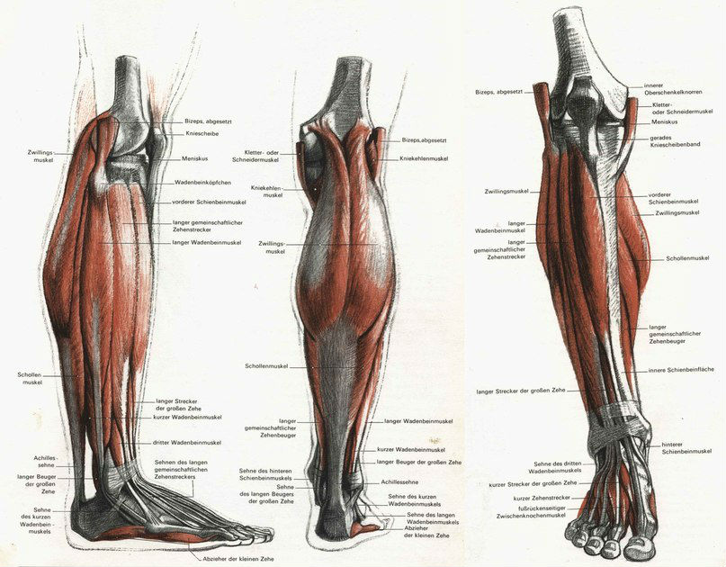 腿部的画法古风,腿部的画法板绘