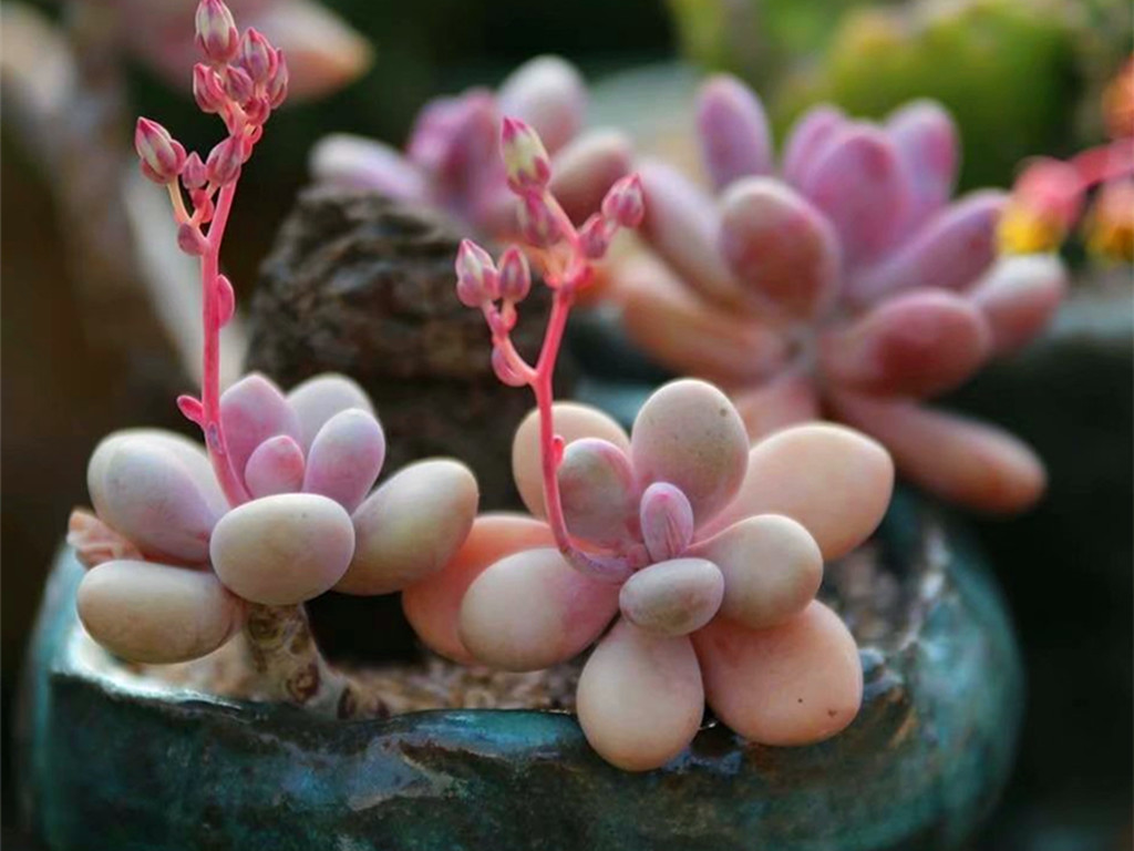 网购回来的多肉化水怎么办,多肉网购回来如何处理