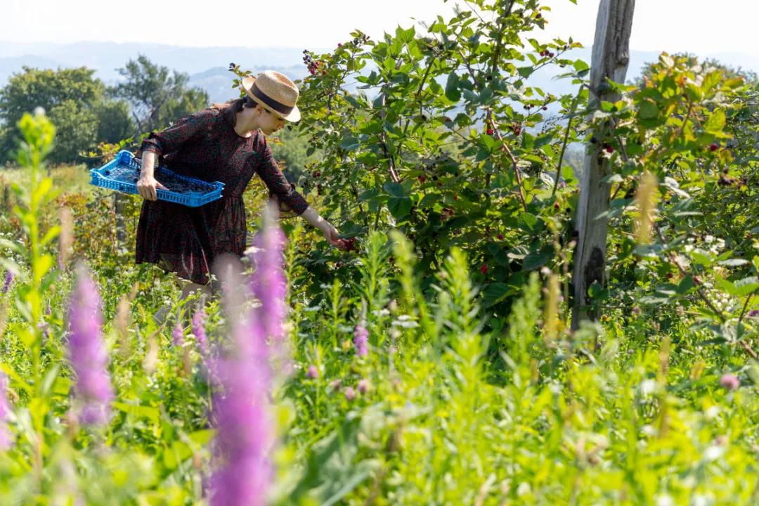 黑莓的分类及危害,黑莓缺点