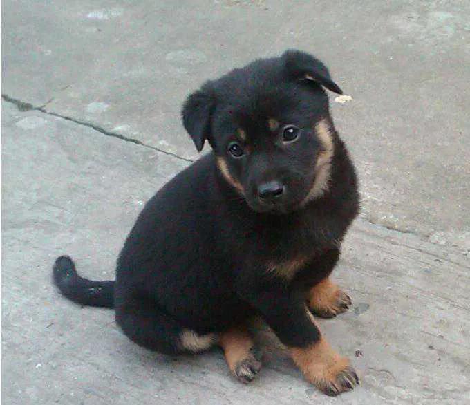 狗狗没有地方养了，怎么办？