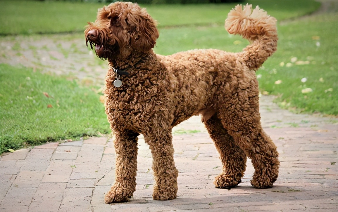 45天贵宾犬的饲养方法,4个月贵宾犬的饲养方法