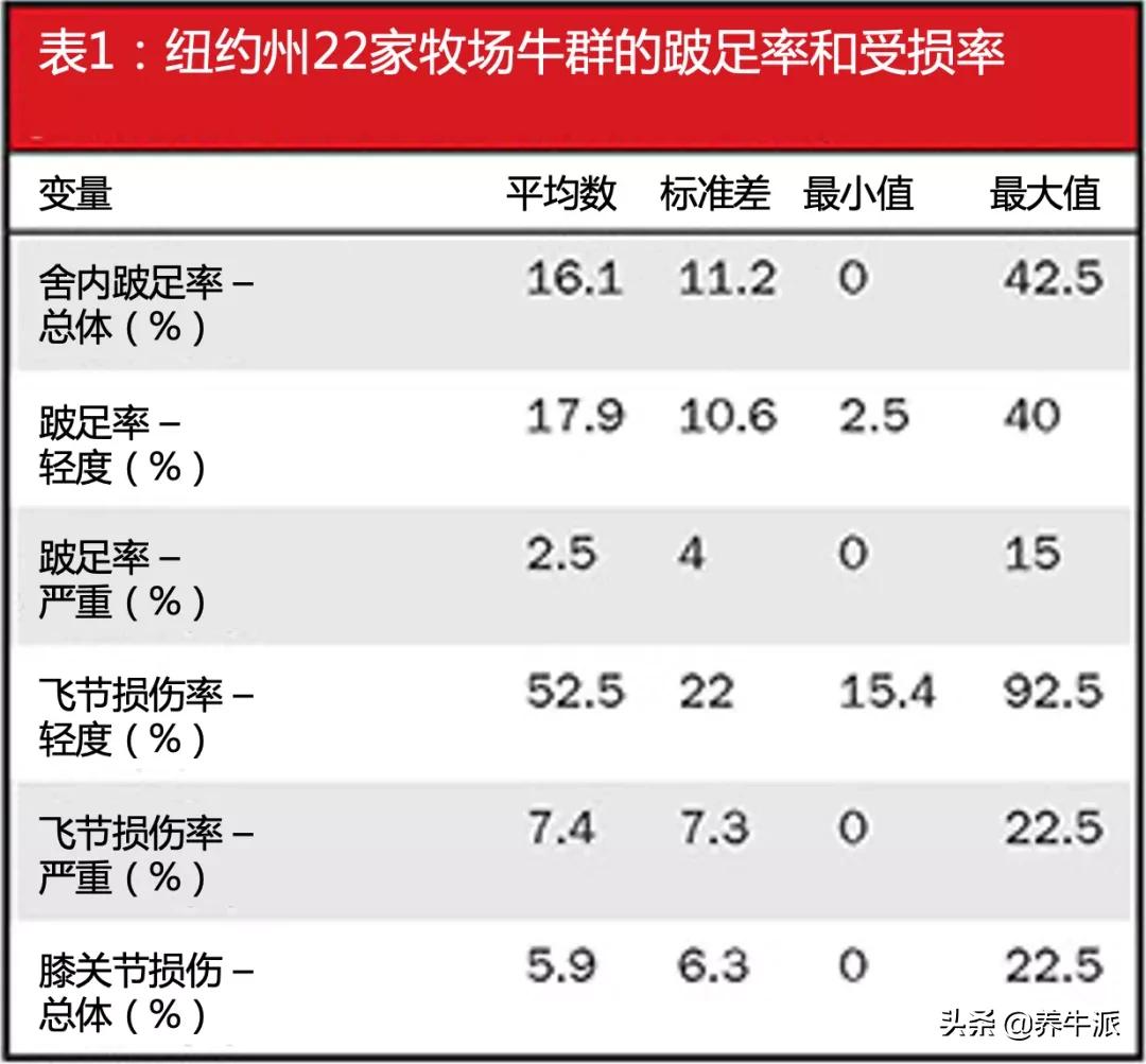 奶牛犊饲养管理要点,奶牛缰绳的绑法