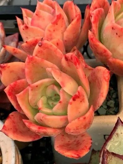 禁足的日子收获颇多,禁足