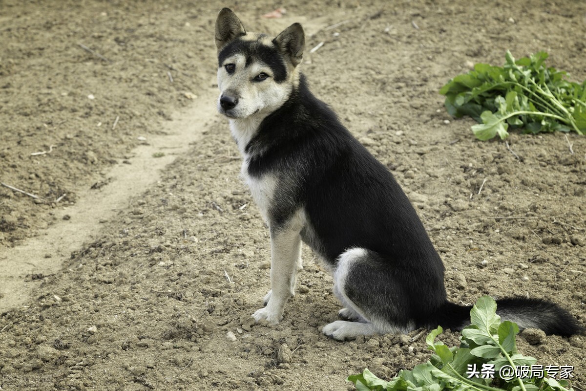 养土狗能挣钱吗要注意什么,养殖土狗需要办什么手续