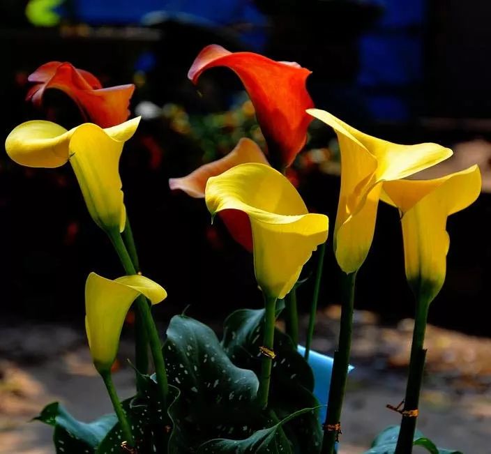 少儿主播蔡紫萱：五月，你好