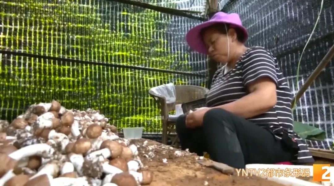 种植小松茸,牛粪种蘑菇技术姬松茸