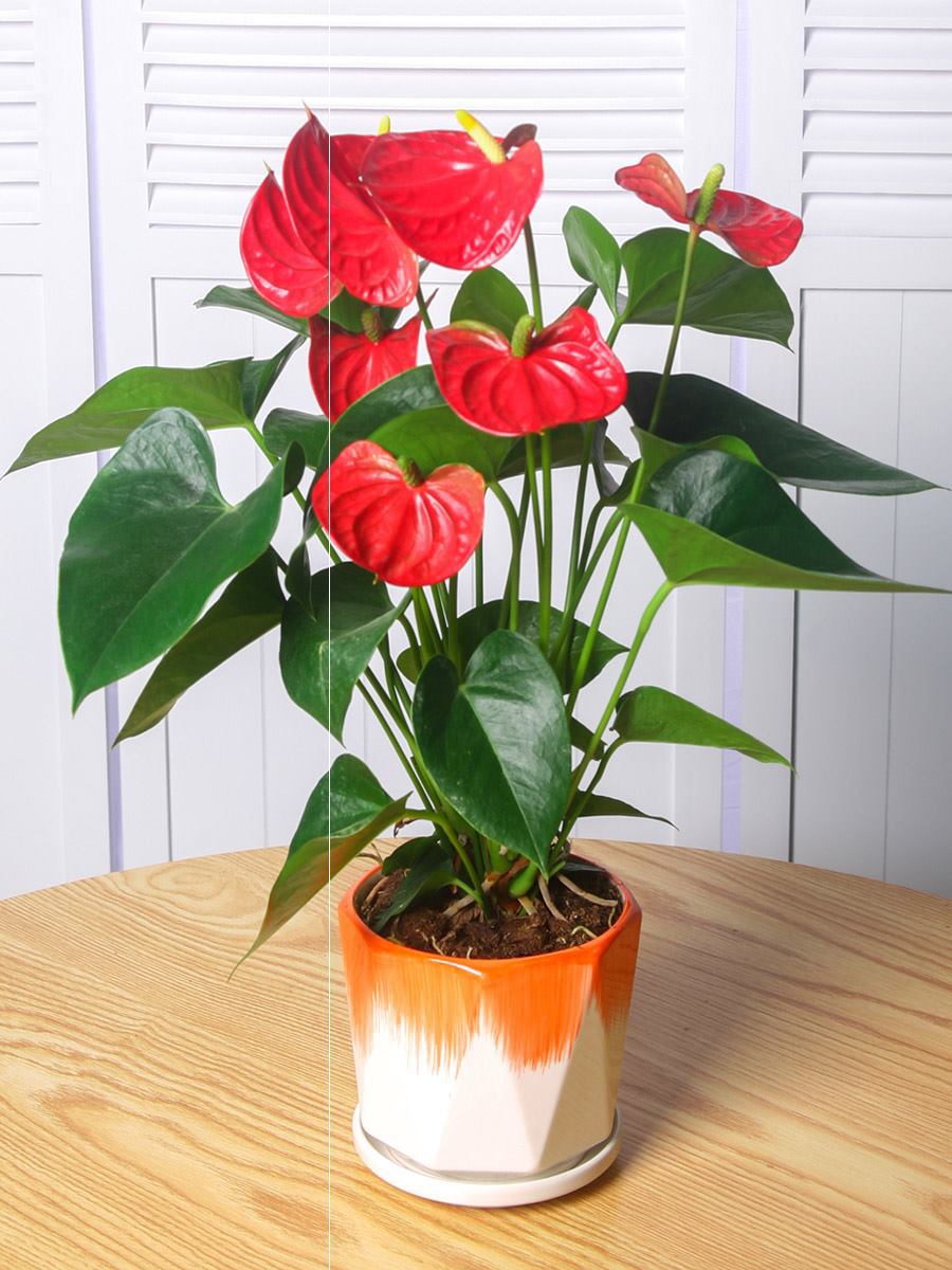 好看又好养的盆花,人养花也养人