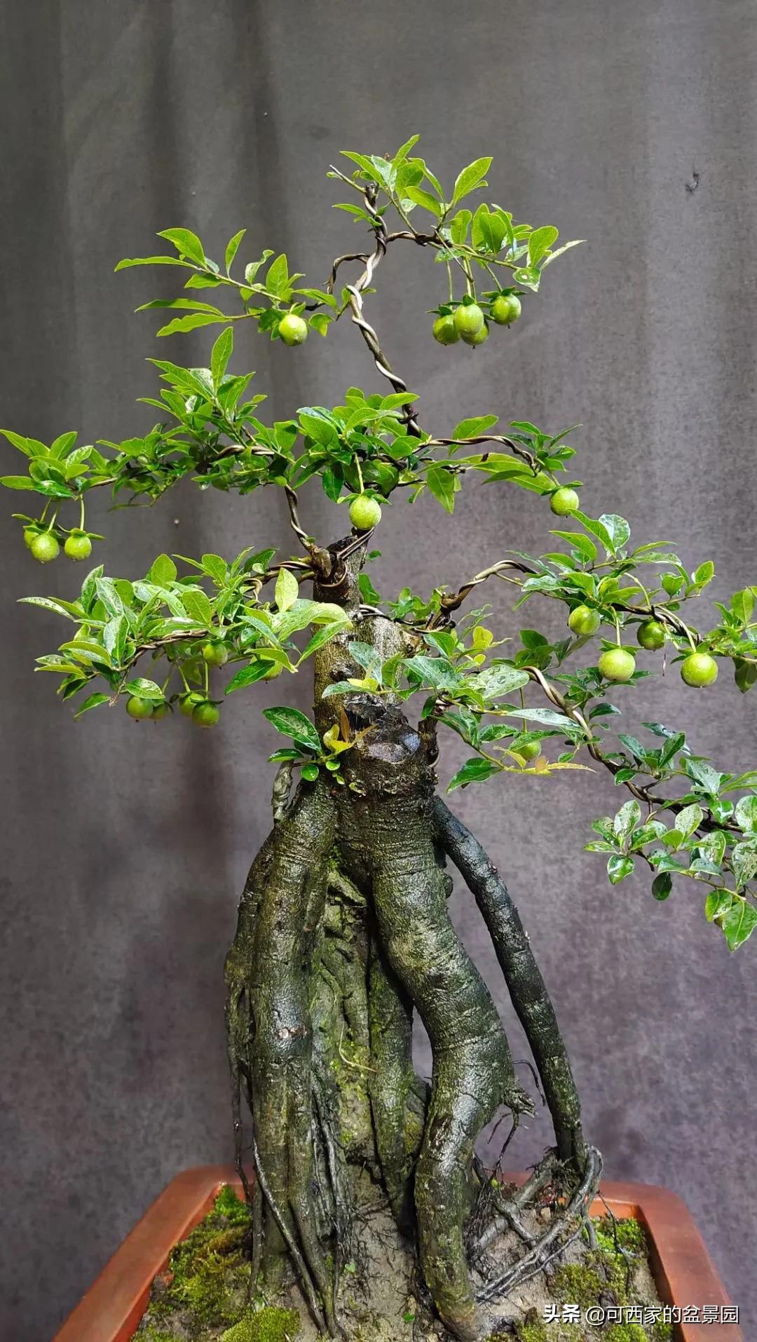 金弹子是十大名贵盆景吗,金弹子盆景什么时候开花结果