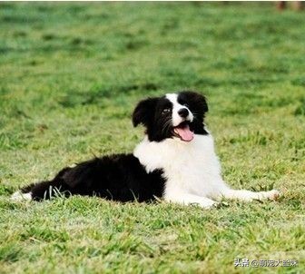 宠物狗的正确饲养你做到了么,养宠物狗的必备知识和注意事项