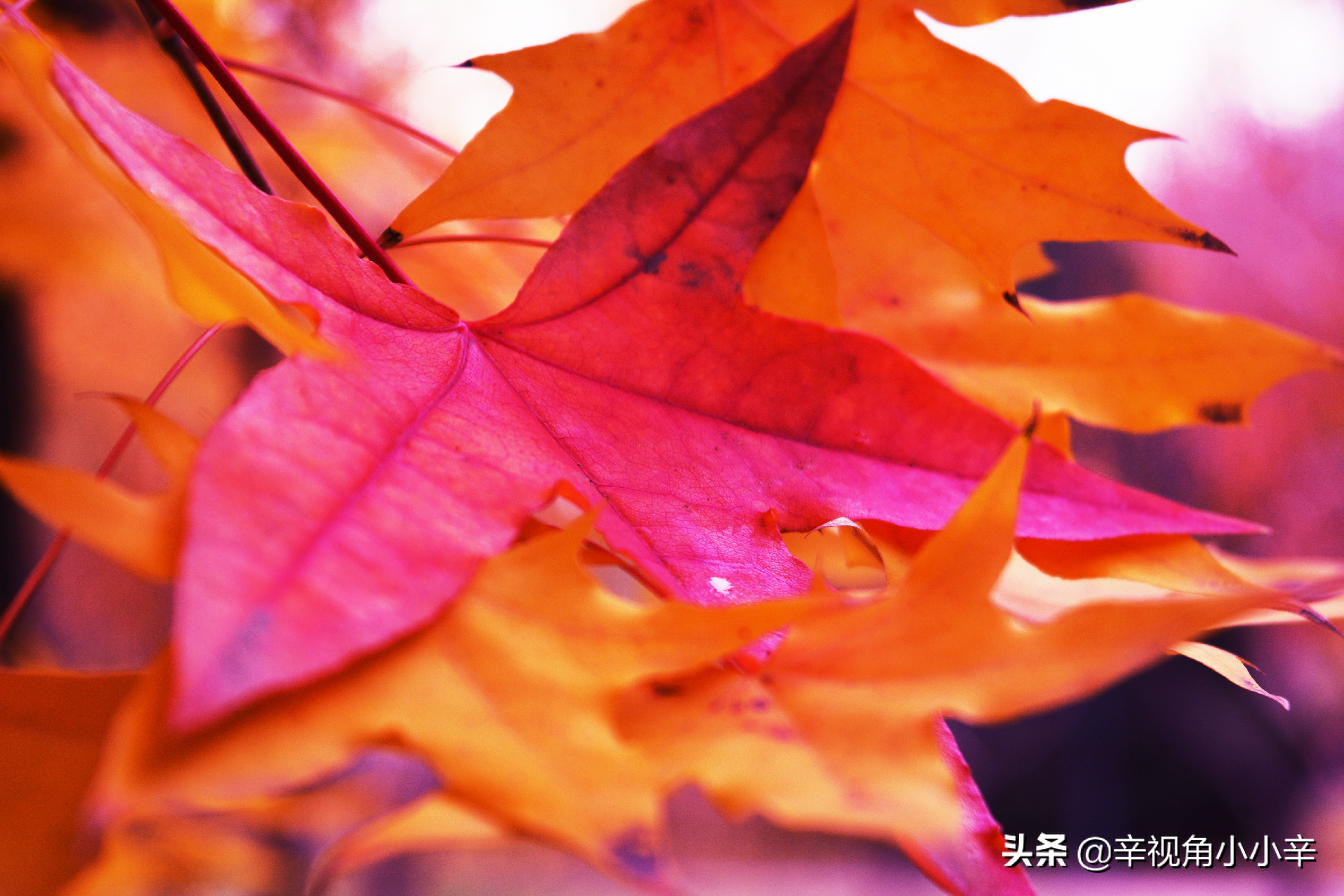 大望京公园红叶,红叶公园北京