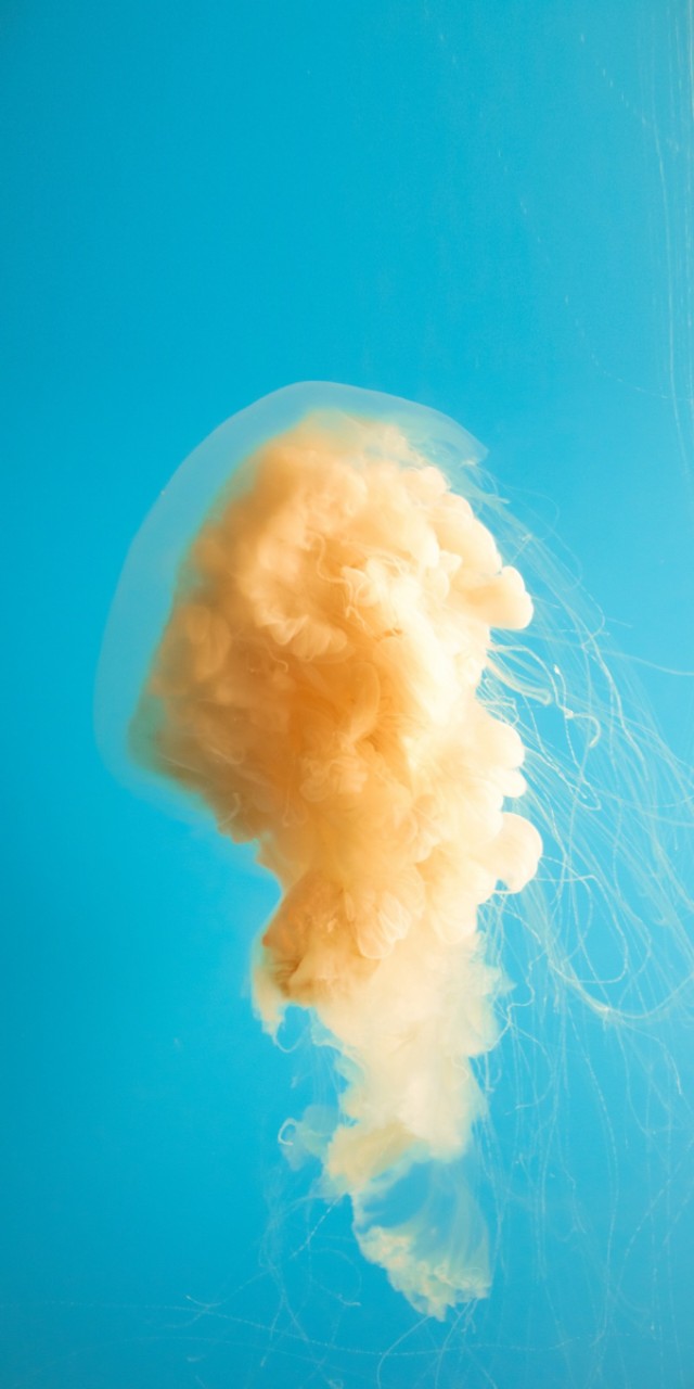 优阿壁纸135期丨分享一组超清晰的海底世界全面屏壁纸