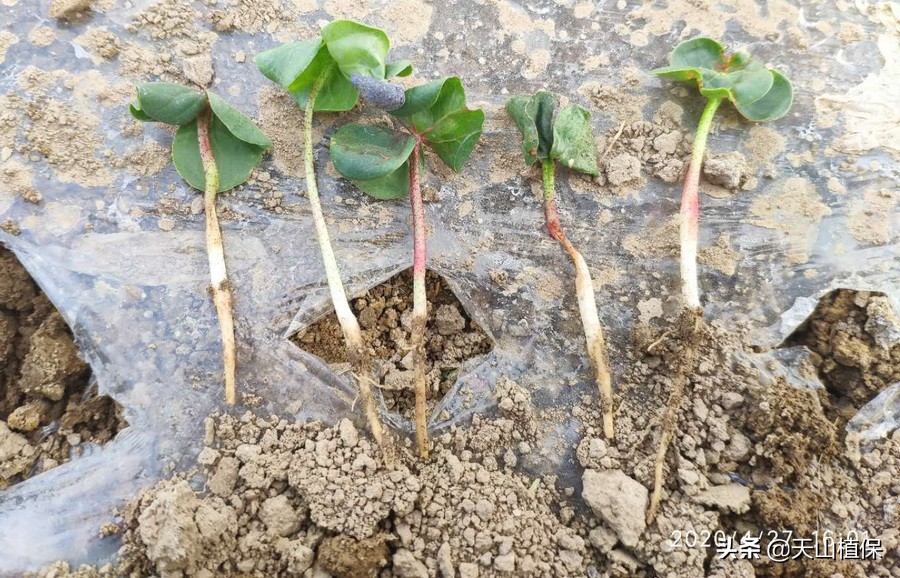 棉苗病害最佳治疗方法,棉苗药害死亡