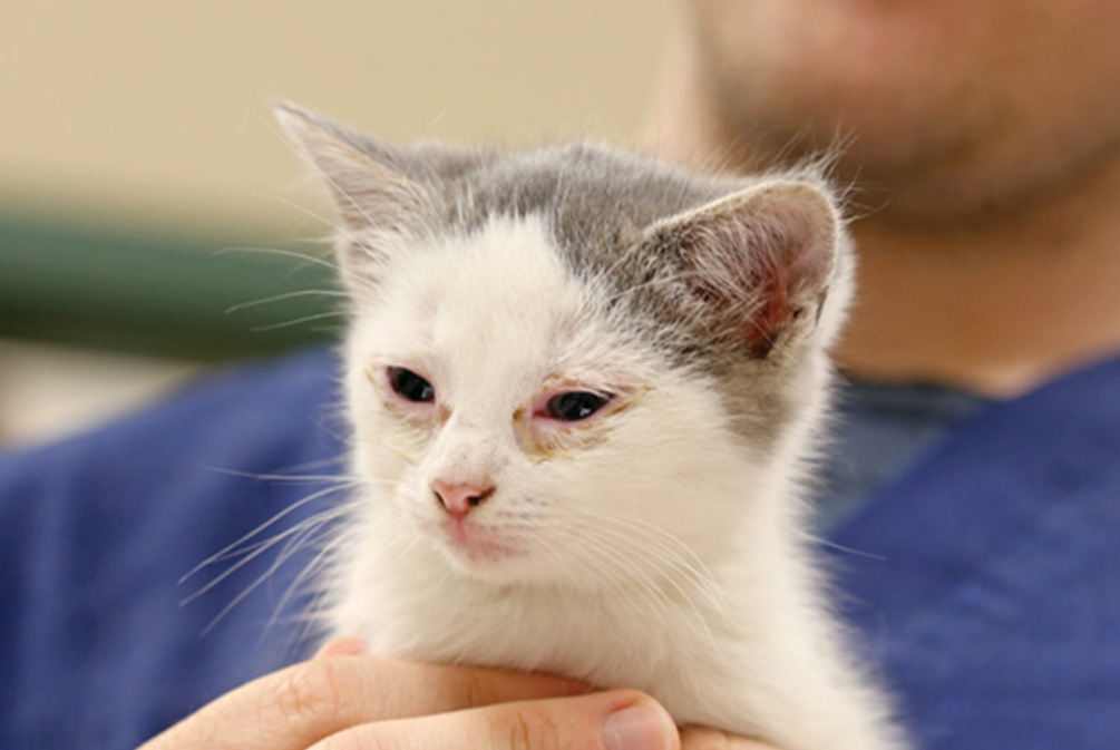 猫咪突然性失明怎么办？铲屎官应该了解这些帮助猫咪安享晚年