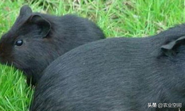 黑豚的成长环境,黑豚适合吃哪些饲料