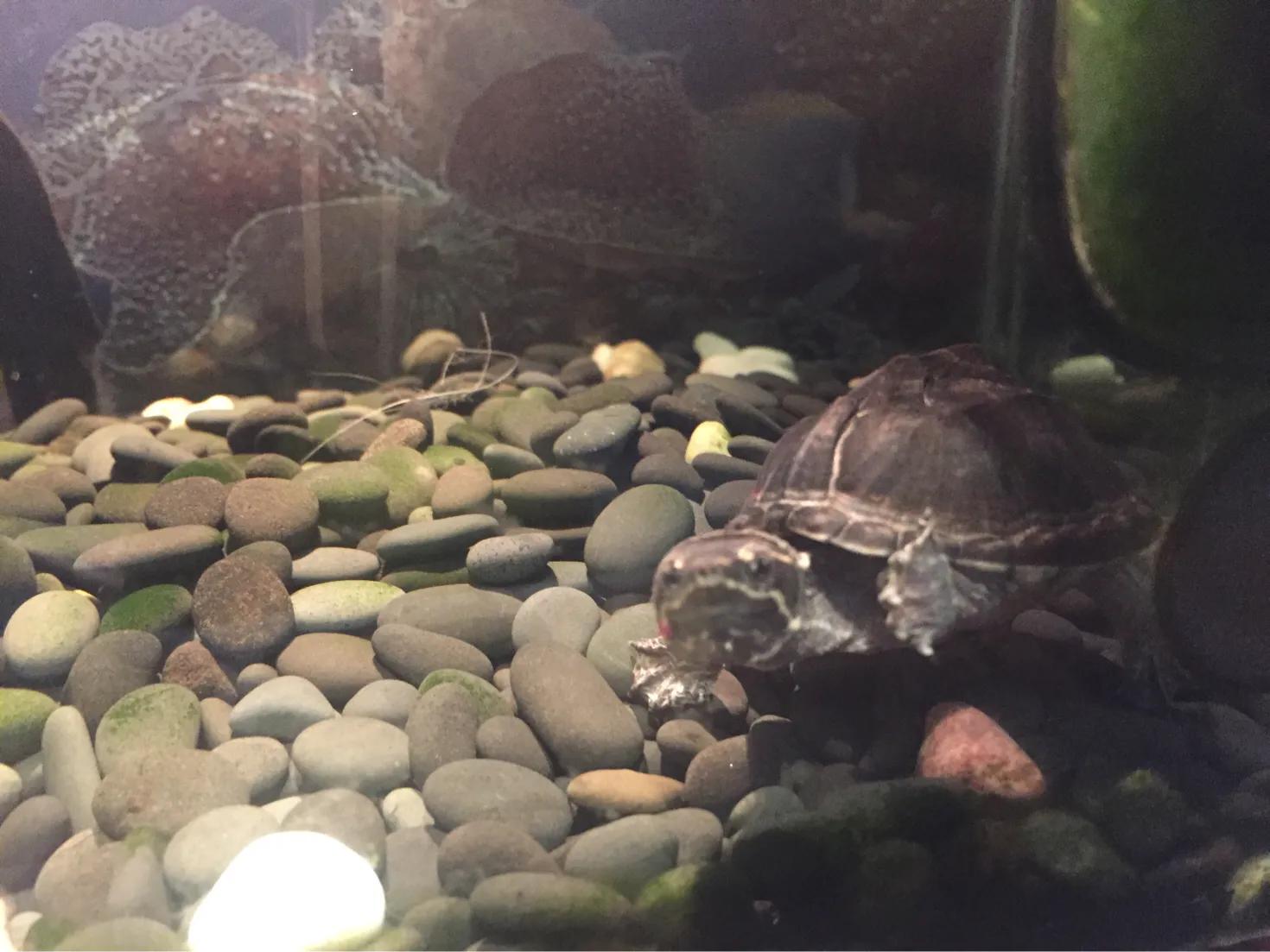 谈谈我个人对于宠物龟常见疾病的治疗与预防