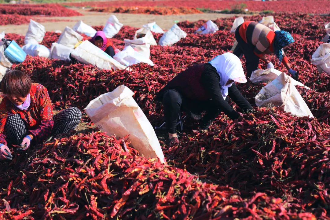 苏州女子探秘南疆巴州：这是一处色彩的世界，超出你的想象