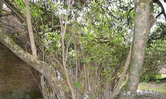 福建茶传说,福建水仙茶哪种最好