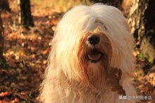 这才是真正的中华田园大黄犬,真正的中华田园犬是大黄狗吗