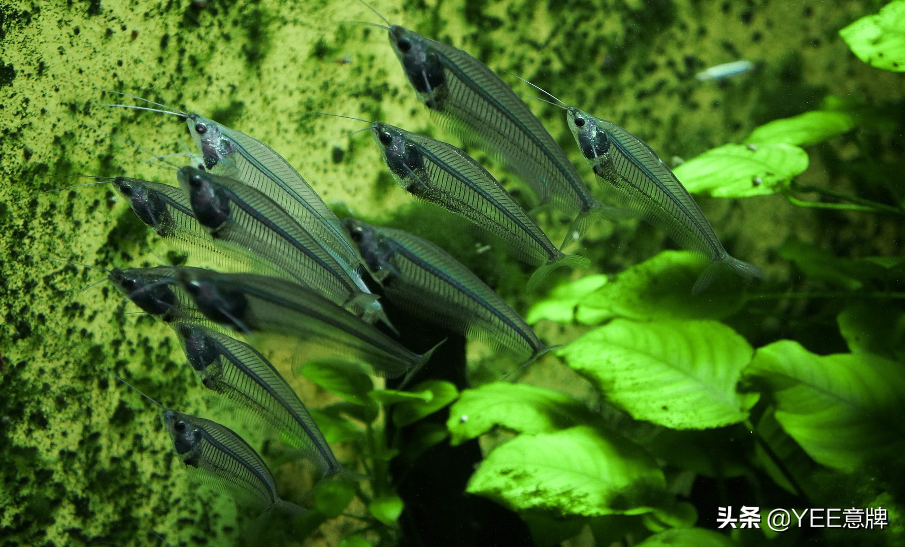 热带鱼硝化盐中毒,观赏鱼硝化细菌放多了有危害么