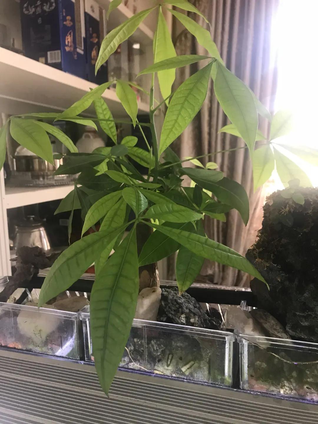 夏天养几盆水培花，清凉又干净，只用水就爆满根，叶子绿得直冒油