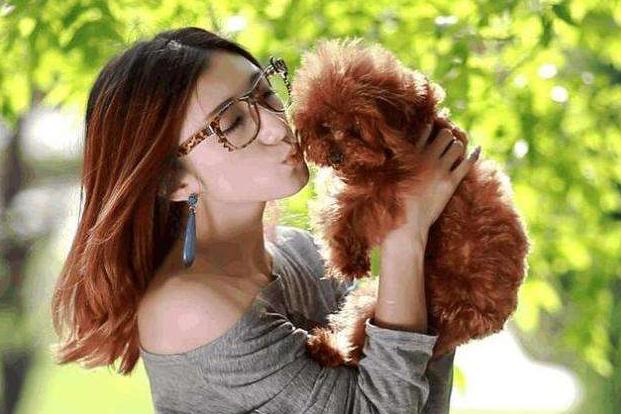 贵宾犬是禁区吗,养贵宾犬注意事项