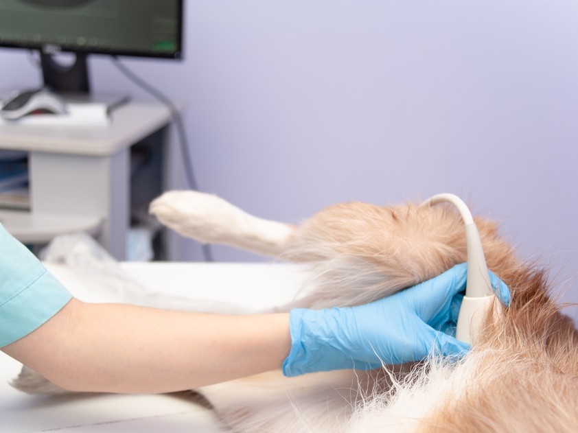 狗狗怀孕到生产需要注意什么,狗狗从怀孕开始陪主人