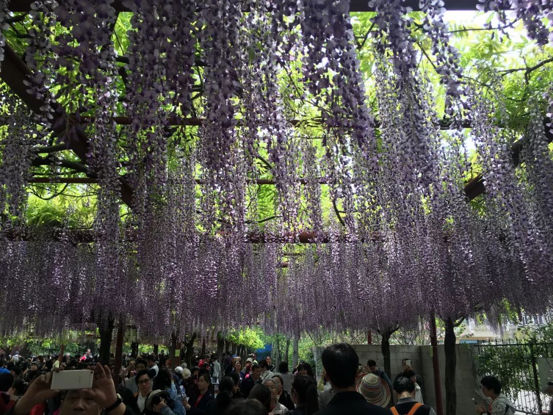 紫藤中最有名的品种叫什么名字,非常好种不需要太阳的紫藤品种