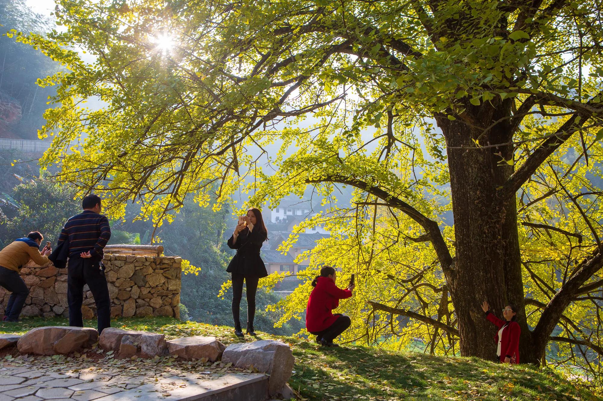 高岭古村银杏,高岭乡高岭村