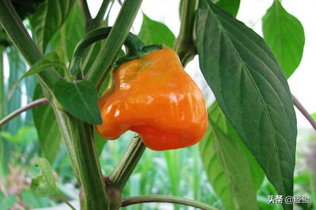 什么辣椒最香最辣最红,世界上最辣的辣椒排行榜前10名